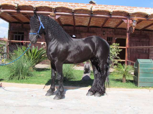 Caballo frison en venta - Imagui