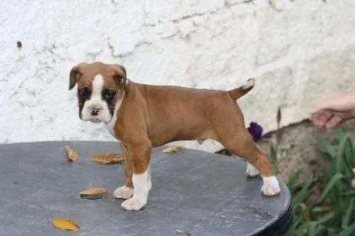 Fotos de Venta cachorro boxer en Región Metropolitana, Chile Fotos de Venta cachorro boxer en Región Metropolitana, Chile