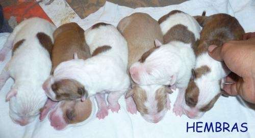 Fotos de A LA VENTA CACHORROS AMERICAN PITBULL TERRIER RED NOSE ... Fotos de A LA VENTA CACHORROS AMERICAN PITBULL TERRIER RED NOSE ...