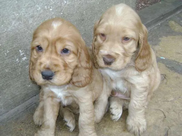 Fotos de Venta de Cachorros Cocker Spaniel Inglés - Buenos Aires ...