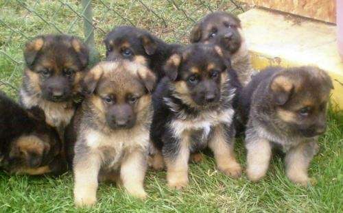 Tu raza de perro favorita acá