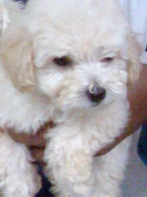 Venta de cachorros poodle minitoy - Caracas, Venezuela - Animales ... Venta de cachorros poodle minitoy - Caracas, Venezuela - Animales ...