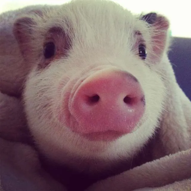 Fotos de Venta de Cerdito Vietnamita Rosa con manchas - Monterrey ... Fotos de Venta de Cerdito Vietnamita Rosa con manchas - Monterrey ...