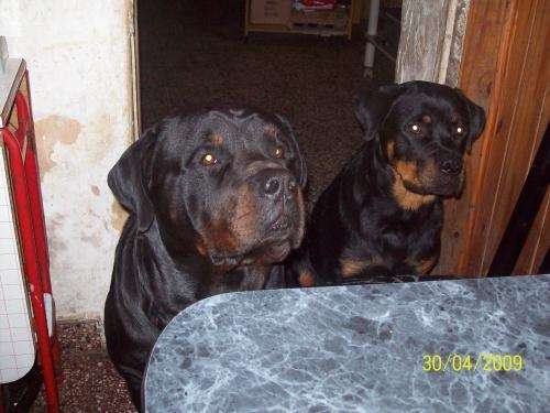 Fotos de venta de rottweiler - Buenos Aires - Otros Fotos de venta de rottweiler - Buenos Aires - Otros