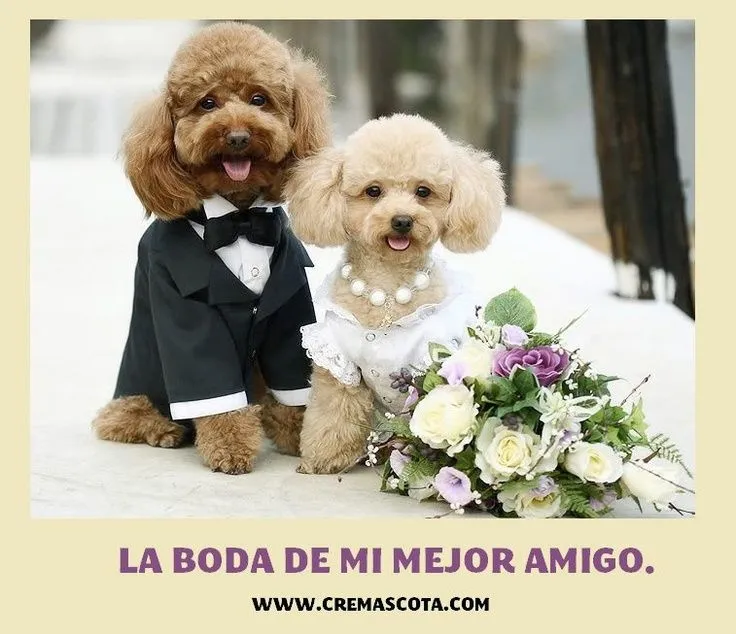 Fotos y vídeos de perros graciosos - page 2 - Offtopic - Foro ... Fotos y vídeos de perros graciosos - page 2 - Offtopic - Foro ...