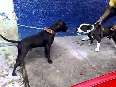 Peleas de perros clandestinas en el descampado de Los Berrocales ...