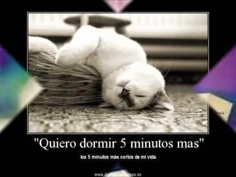 Gatitos chistosos y tiernos con frases - Imagui Gatitos chistosos y tiernos con frases - Imagui