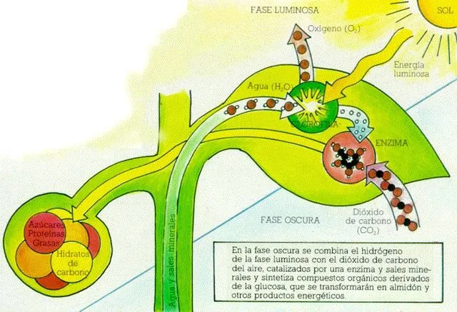 LA FOTOSINTESIS &amp; LA RESPIRACION: LA FOTOSINTESIS