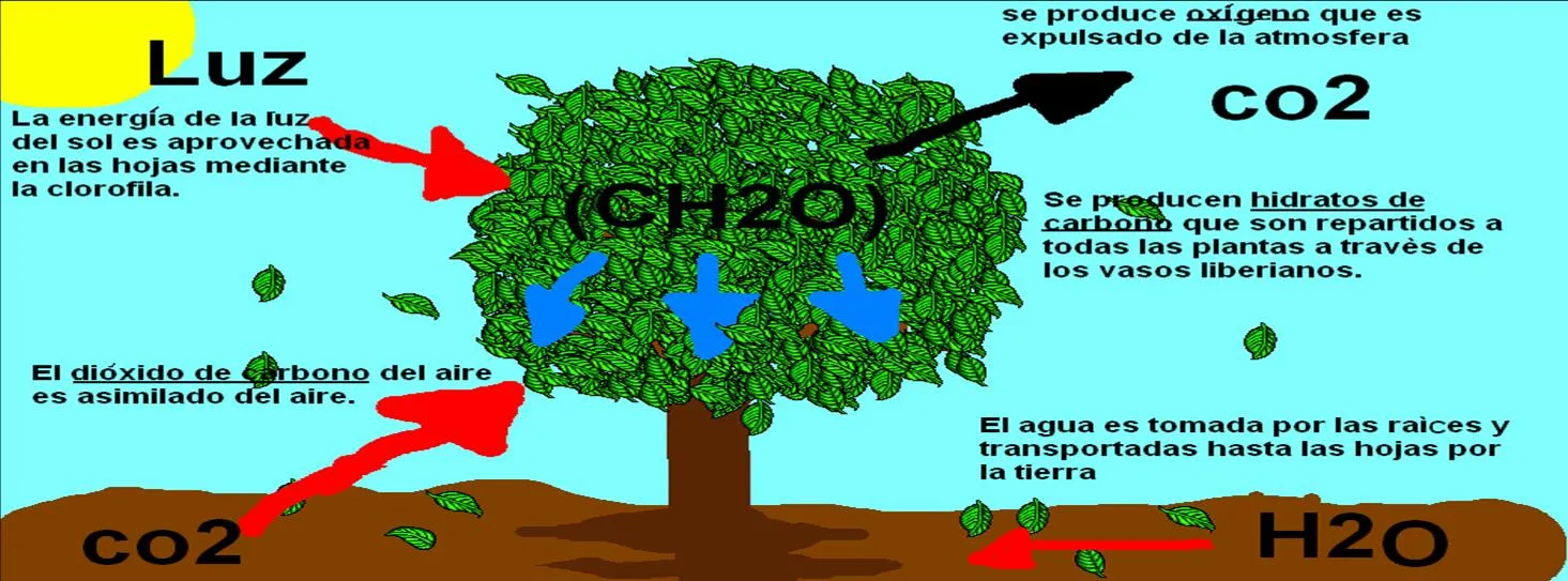 Fotosíntesis dibujo - Imagui