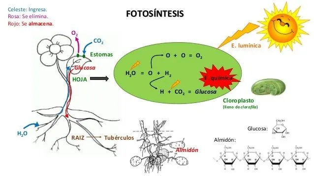 Fotosíntesis y Respiración