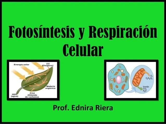 Fotosintesis y respiracion