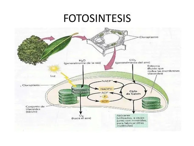 Fotosintesis y respiracion