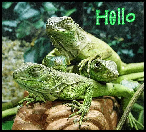 fotosnc: iguanas verdes