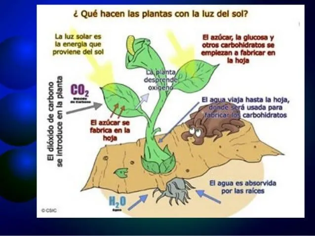 fotosntesis-7-638.jpg?cb= ...