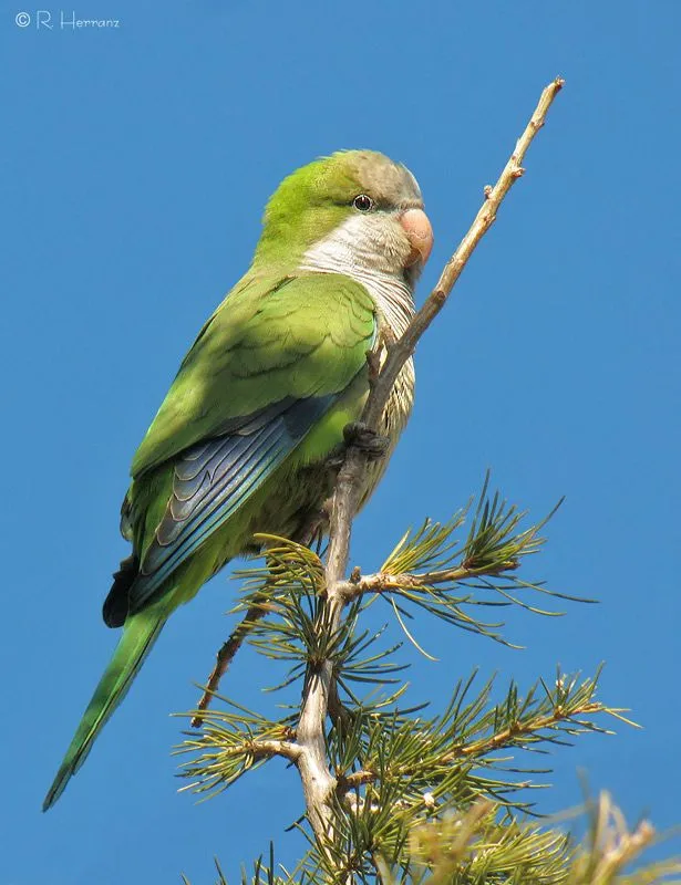fotosricardo-h: COTORRA ARGENTINA I - Monk Parakeet I fotosricardo-h: COTORRA ARGENTINA I - Monk Parakeet I