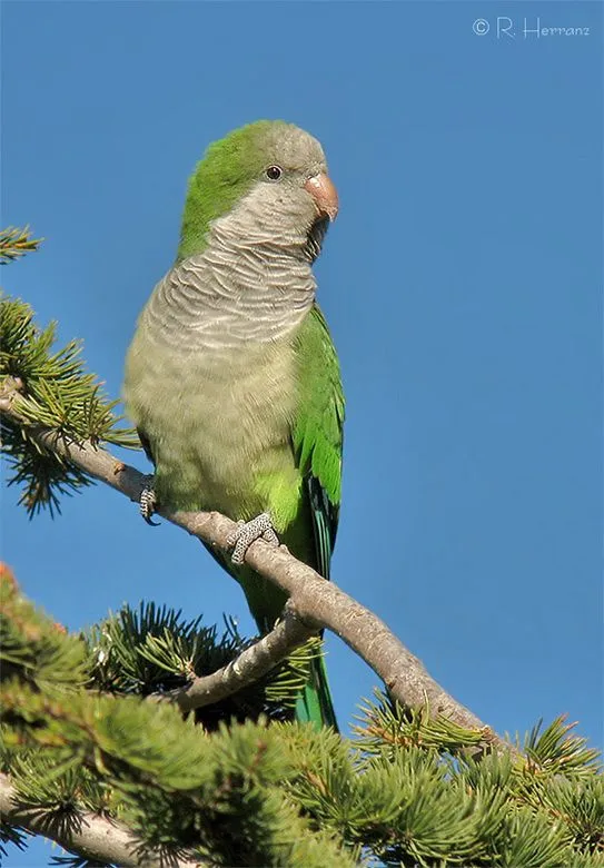 fotosricardo-h: COTORRA ARGENTINA - Monk Parakeet fotosricardo-h: COTORRA ARGENTINA - Monk Parakeet
