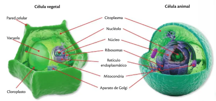Fourth Grade: Biology