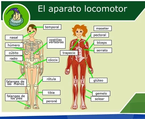 El aparato locomotor humano | Recurso educativo 35658 - Tiching