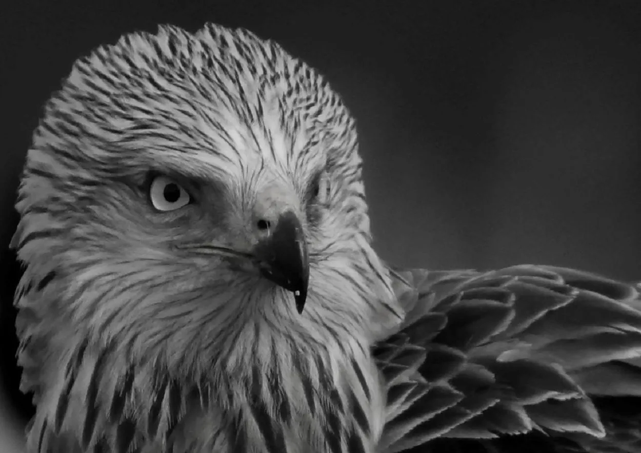 Francisco Balsells."Fotografia de naturaleza"