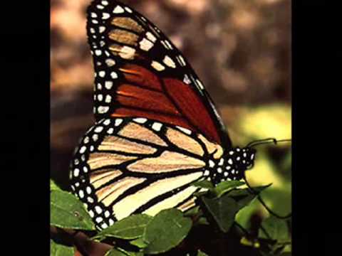Francisco Orantes Mariposita De Mil Colores . - YouTube Francisco Orantes Mariposita De Mil Colores . - YouTube