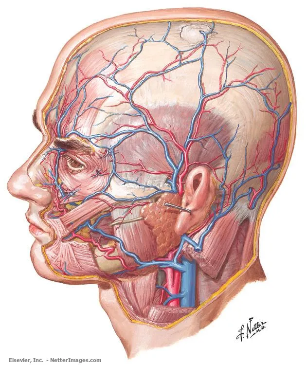 Frank Netter, MD: The Michelangelo of Medicine - The Atlantic Frank Netter, MD: The Michelangelo of Medicine - The Atlantic