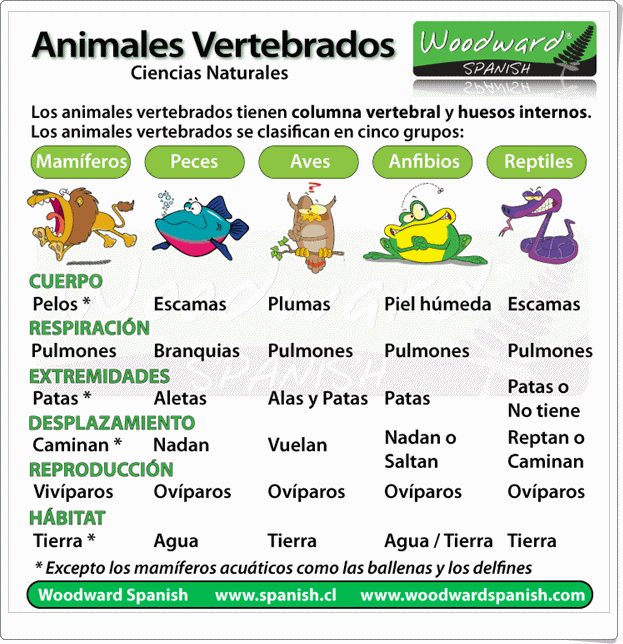 fransadhu: imagenes de animales invertebrados para imprimir