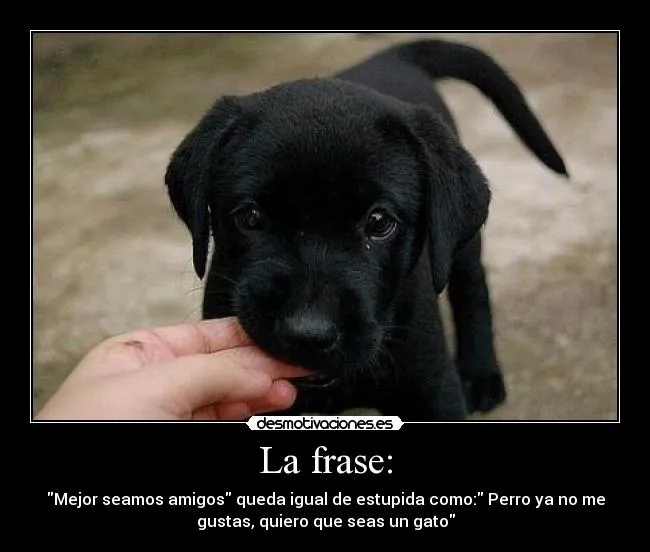 Frases para perros amigos - Imagui