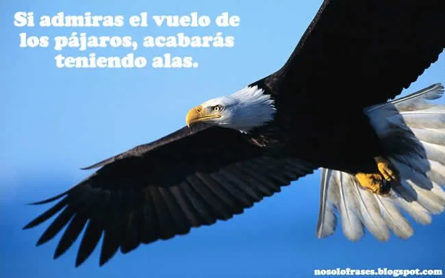 No Solo Frases: Si admiras el vuelo de los pájaros, acabarás ... No Solo Frases: Si admiras el vuelo de los pájaros, acabarás ...