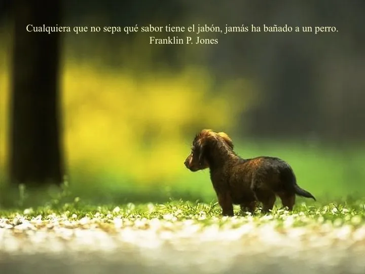 Frases sobre nuestro mejor amigo, el perro - Taringa!