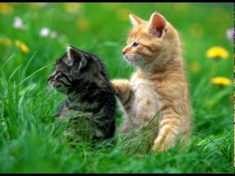 Frases de Amistad - Friends for life (Español) - YouTube Frases de Amistad - Friends for life (Español) - YouTube