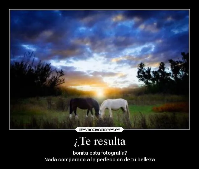 Frases de amor por los caballos - Imagui