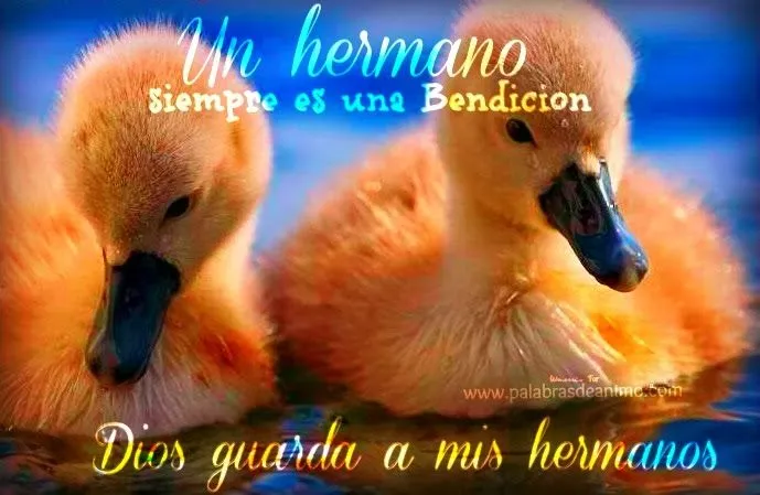 Frases de amor para mi hermano | Frases de amor