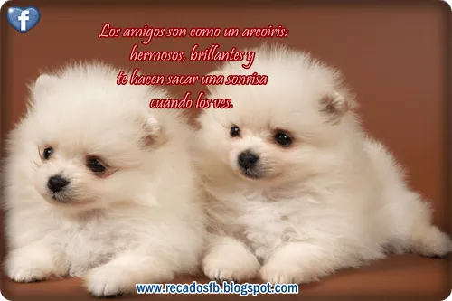 Imagen de perritos con frases de amor - Imagui Imagen de perritos con frases de amor - Imagui