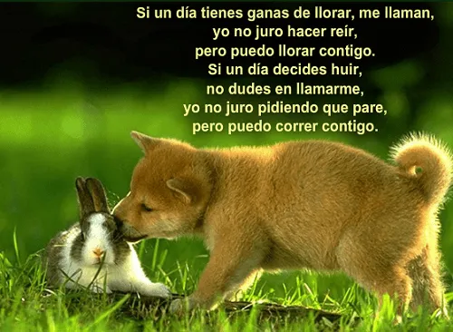 Frases De Animales Perros - Mundo Imagenes Frases Actuales