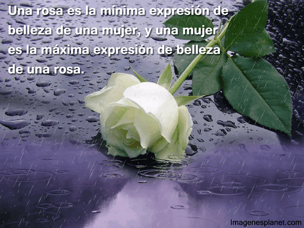 Frases de la belleza de una mujer y la rosa con movimiento ... Frases de la belleza de una mujer y la rosa con movimiento ...