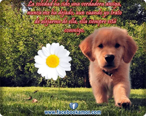 Frases bonitas de soledad para facebook - Imágenes Bonitas para ... Frases bonitas de soledad para facebook - Imágenes Bonitas para ...