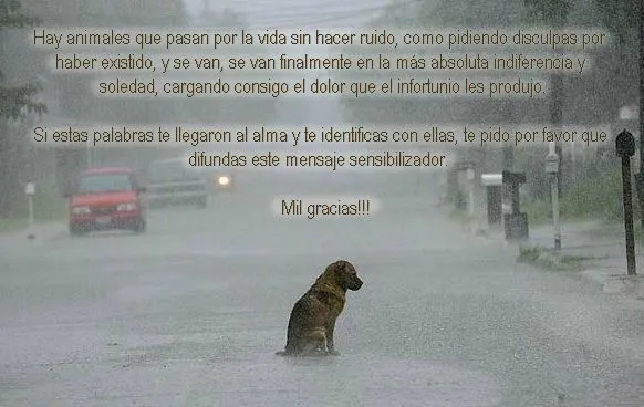 Frases y citas animalistas (8) ~ Blog de Mayra Falcón