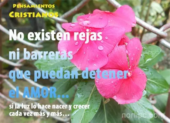 Frases cristianas de consuelo, bendición y convencimiento Frases cristianas de consuelo, bendición y convencimiento