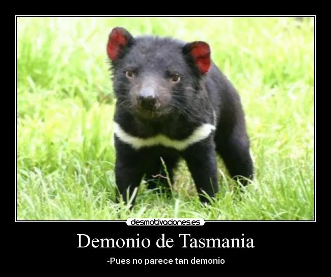 Frases del demonio de tasmania - Imagui