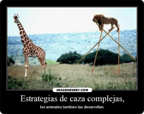 Frases desmotivaciones bonitas de animales ~ Imagenes ... Frases desmotivaciones bonitas de animales ~ Imagenes ...
