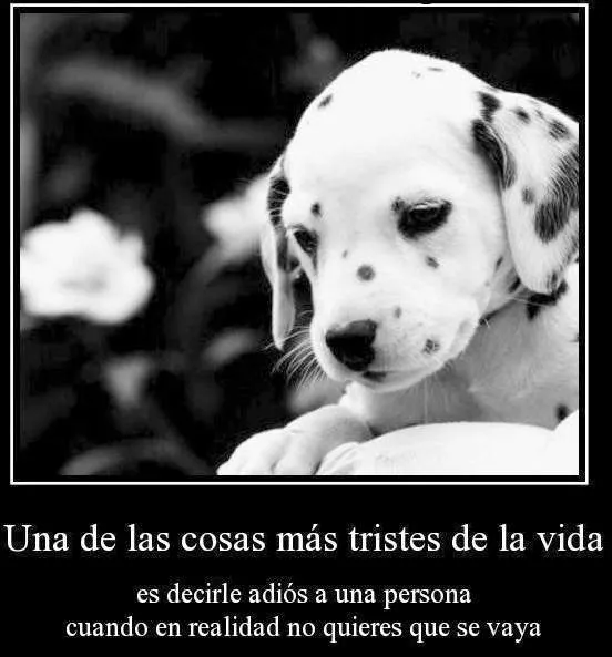 Frases de Despedida | Tarot y Esoterismo