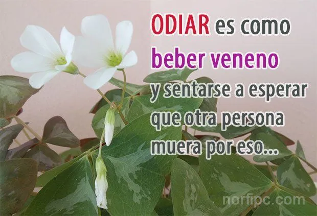 Frases para mis enemigos, envidiosos e hipócritas que hablan mal de mí Frases para mis enemigos, envidiosos e hipócritas que hablan mal de mí