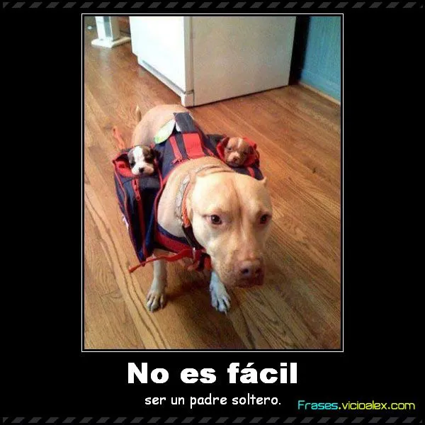 Frases Para Solteros 2 Fotos E Imágenes Gratis Imagui