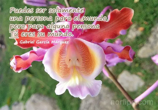 Frases famosas on Pinterest