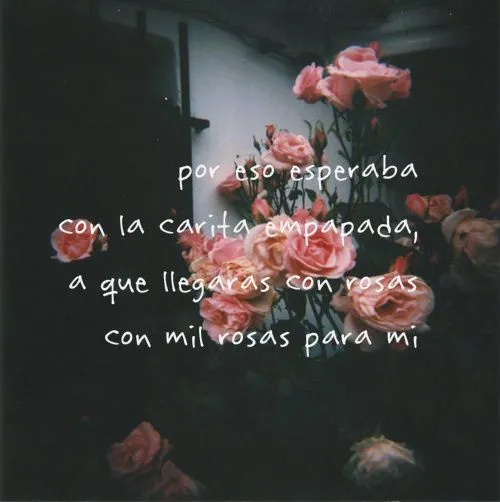 frases con fondo de flores tumblr - Buscar con Google | quotes ...