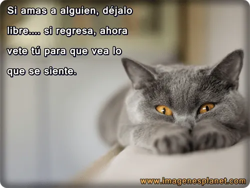 Frases gatos graciosas - Imagui