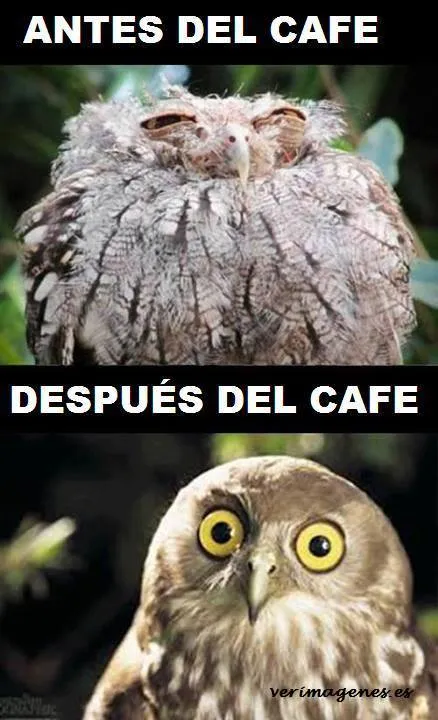 Todo En Frases: Imagenes Con Frases Divertidas Nuevas Todo En Frases: Imagenes Con Frases Divertidas Nuevas
