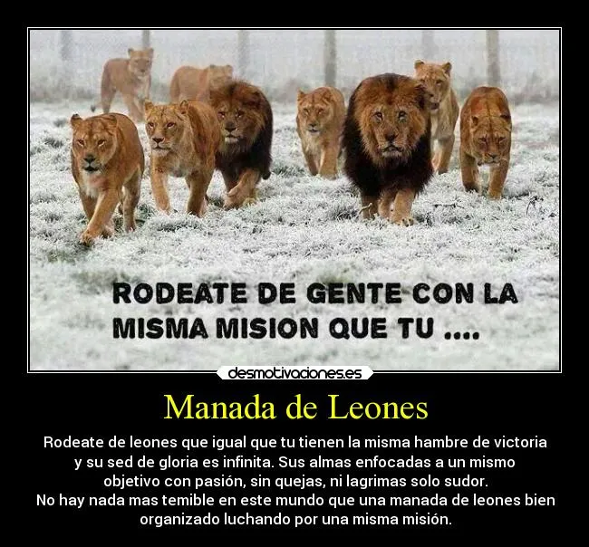 Imagenes de leones con fraces - Imagui