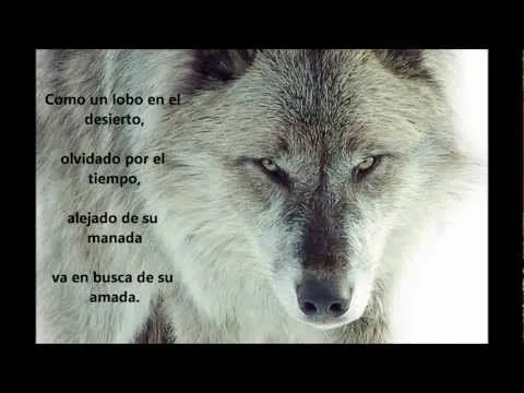 Poesia Poetry PlayList