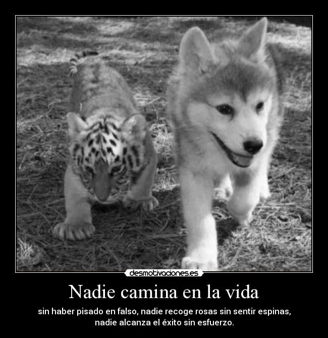 Frases de lobos enamorados - Imagui